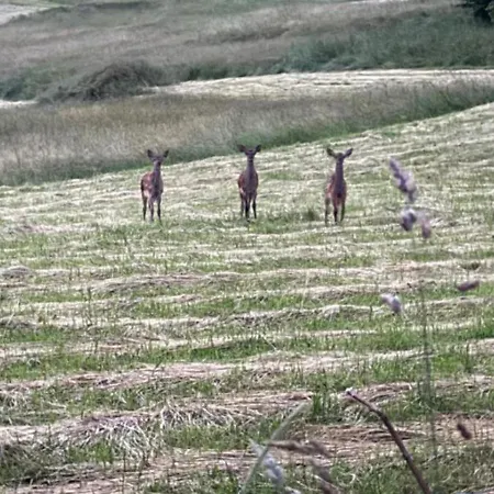 Panorama Sucha Gora *