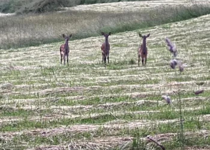 Panorama Sucha Gora *